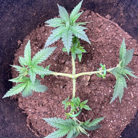 GG#4 growlog timeline photo