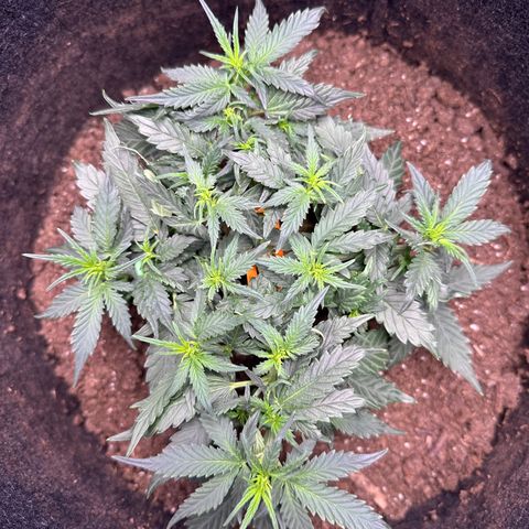 Growlog-Zeitleistenfoto von Blue