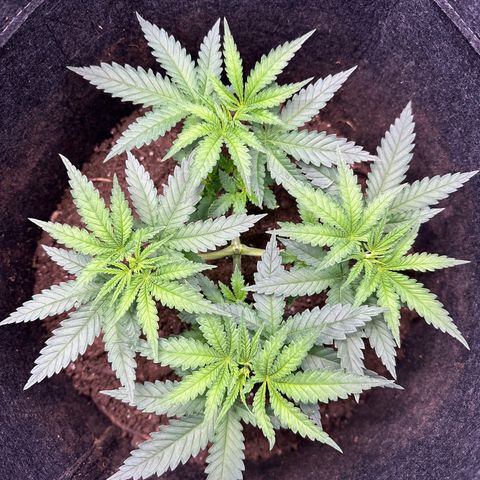 GG#4 growlog timeline photo