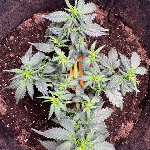 Growlog-Foto von Blue: Light defoliation 