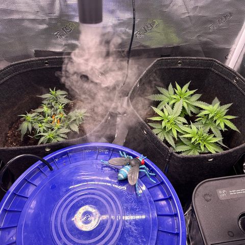 Growlog-Zeitleistenfoto von Blue