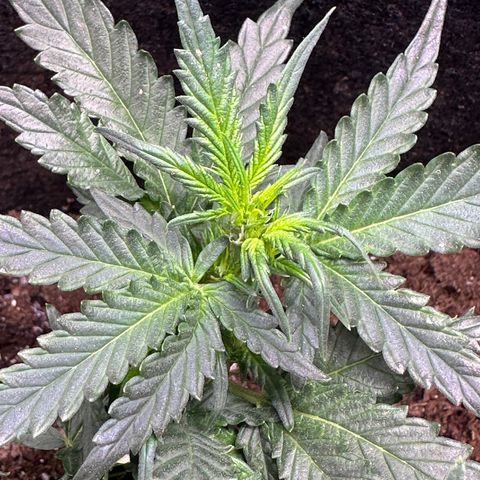Growlog-Foto von Blue: Flowers are coming 