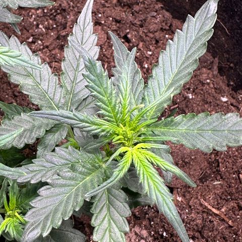 Growlog-Foto von Blue: Flowers are coming 
