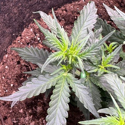 Growlog-Foto von Blue: Flowers are coming 