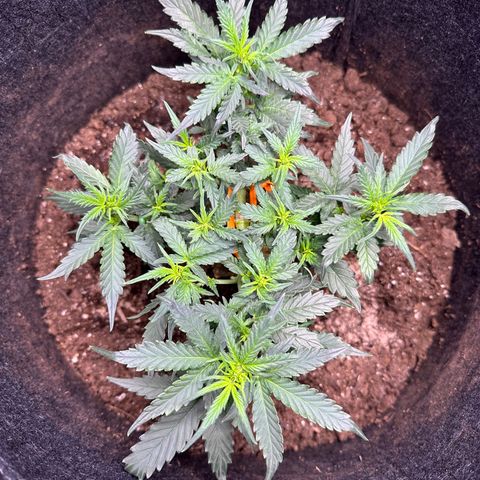 Growlog-Foto von Blue: Flowers are coming 