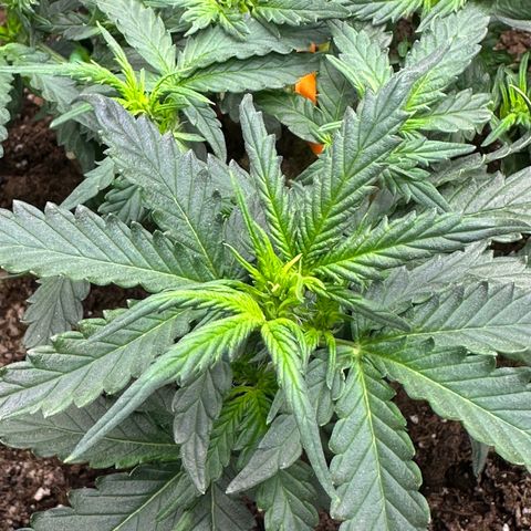 Growlog-Foto von Blue: Flowers are coming 