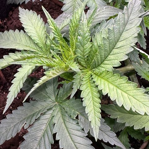 GG#4 growlog timeline photo