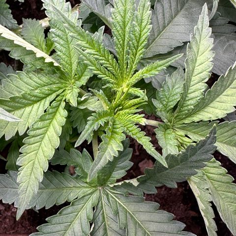 GG#4 growlog timeline photo