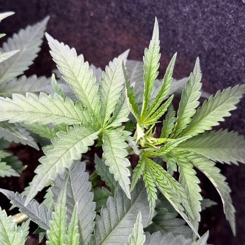 GG#4 growlog timeline photo