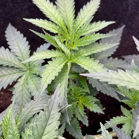 GG#4 growlog timeline photo
