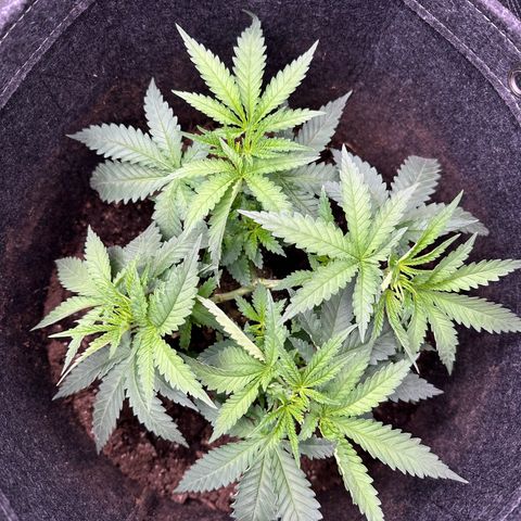 GG#4 growlog timeline photo