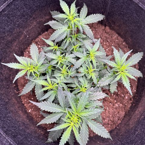 Growlog-Foto von Blue: Pistols are everywhere