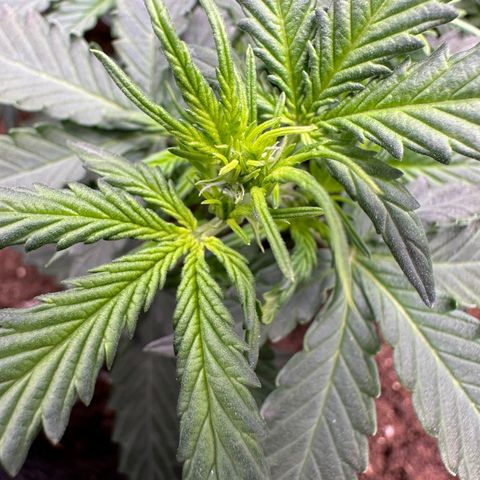 Growlog-Foto von Blue: Pistols are everywhere