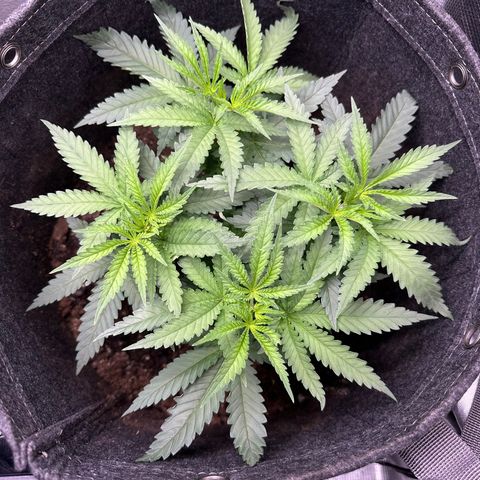 GG#4 growlog timeline photo