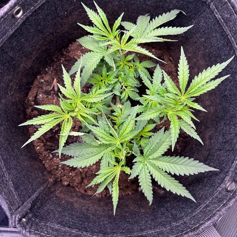 GG#4 growlog photo: Light defoliation 