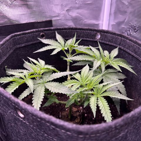 GG#4 growlog photo: Removed 10 clones