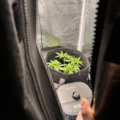 GG#4 growlog photo: Removed 10 clones