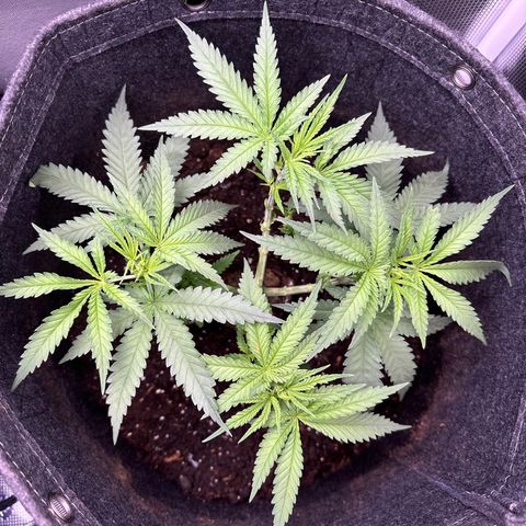 GG#4 growlog photo: Removed 10 clones