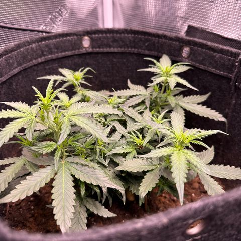 Growlog-Zeitleistenfoto von Blue
