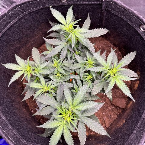 Growlog-Zeitleistenfoto von Blue