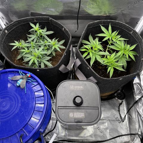 Growlog-Zeitleistenfoto von Blue