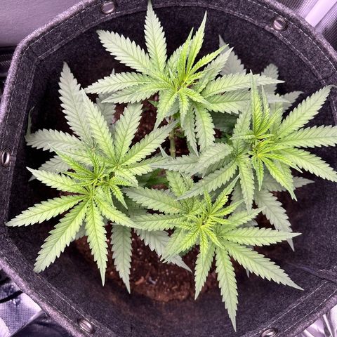 GG#4 growlog timeline photo