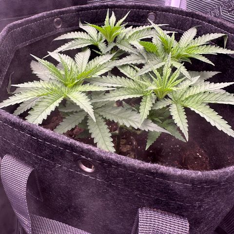GG#4 growlog timeline photo
