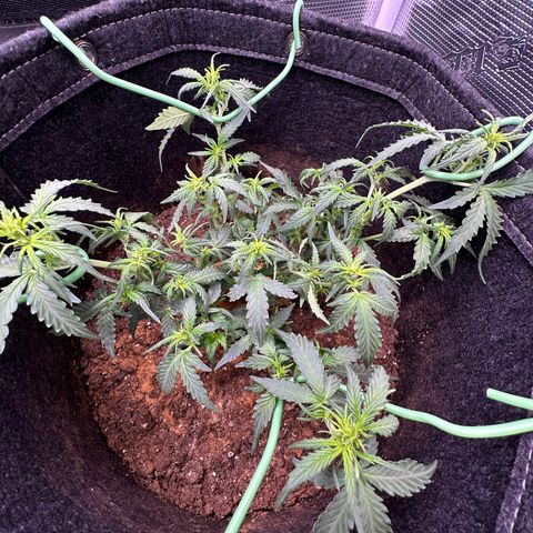 Growlog-Foto von Blue: Defoliation 