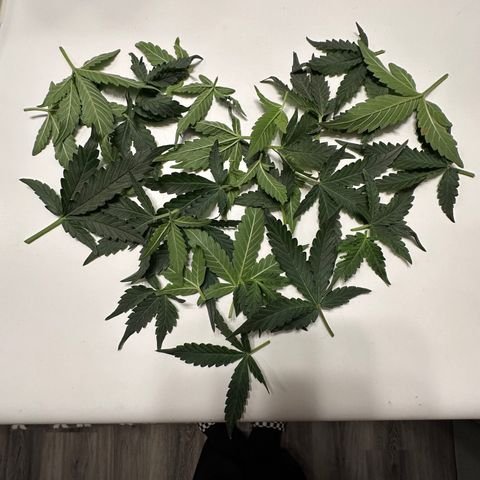 Growlog-Foto von Blue: Defoliation 