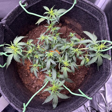 Growlog-Foto von Blue: Defoliation 