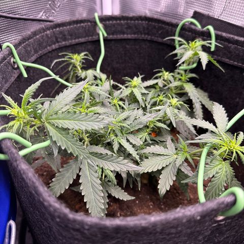 Growlog-Foto von Blue: Defoliation 