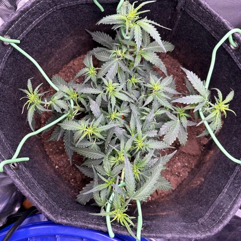 Growlog-Foto von Blue: Defoliation 