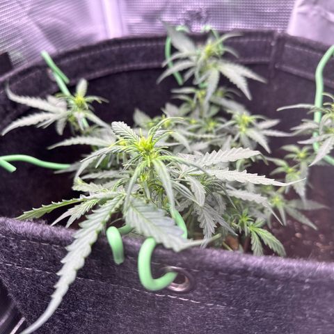 Growlog-Zeitleistenfoto von Blue