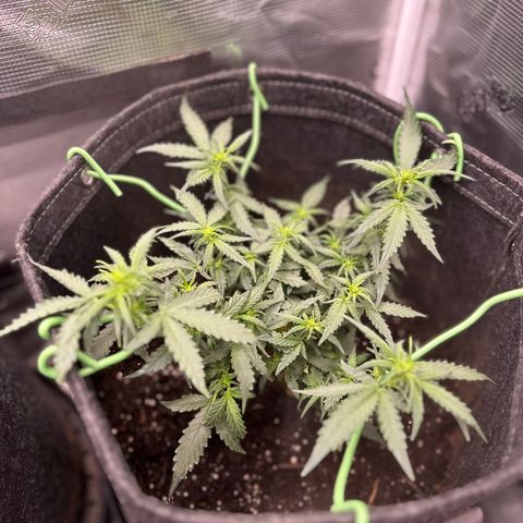 Growlog-Zeitleistenfoto von Blue