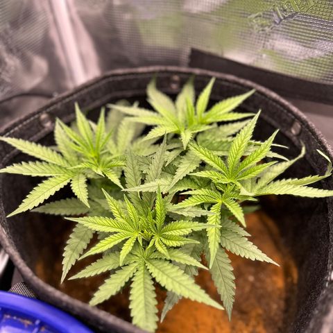 GG#4 growlog timeline photo