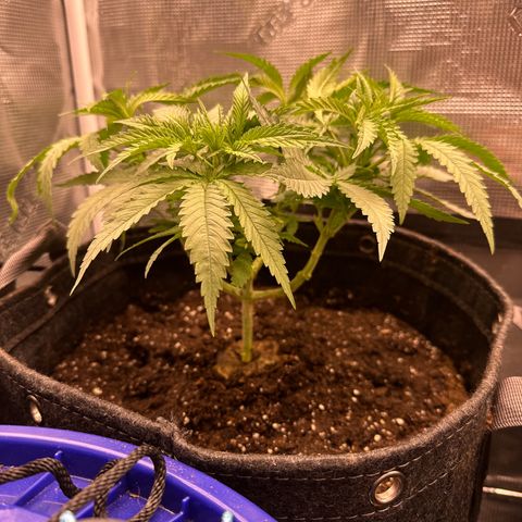GG#4 growlog photo:  Transplanted to fill 5 gallon pot