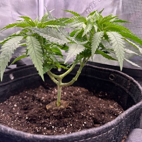 GG#4 growlog photo:  Transplanted to fill 5 gallon pot
