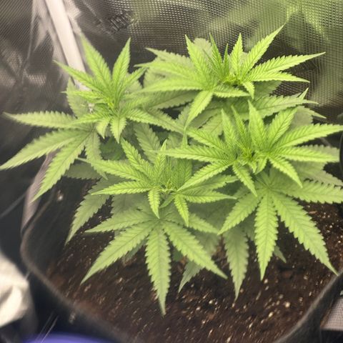 GG#4 growlog photo:  Transplanted to fill 5 gallon pot