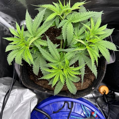 GG#4 growlog photo:  Transplanted to fill 5 gallon pot