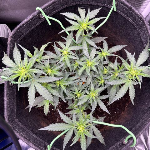 Growlog-Zeitleistenfoto von Blue