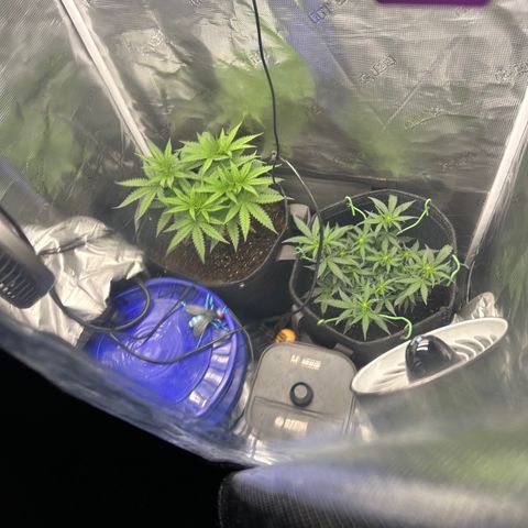 Growlog-Zeitleistenfoto von Blue