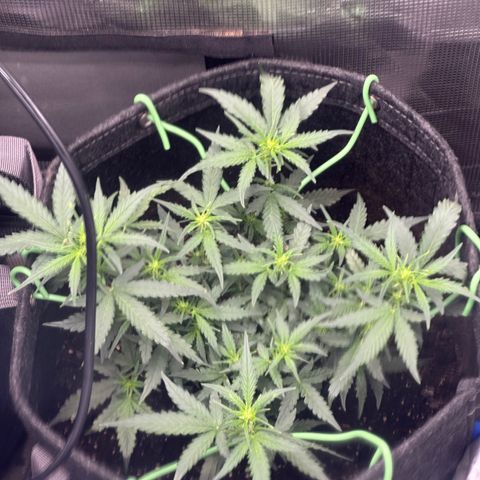 Growlog-Zeitleistenfoto von Blue