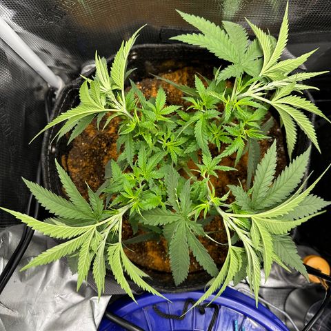 GG#4 growlog photo: Pinch and roll training