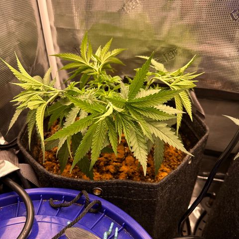 GG#4 growlog photo: Pinch and roll training