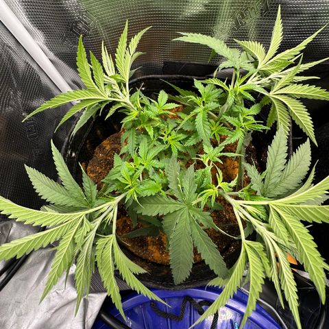 GG#4 growlog photo: Pinch and roll training