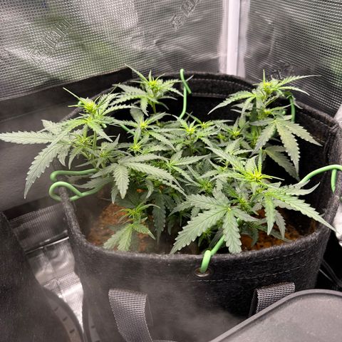Growlog-Zeitleistenfoto von Blue