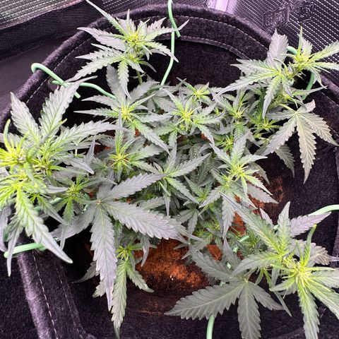 Growlog-Zeitleistenfoto von Blue