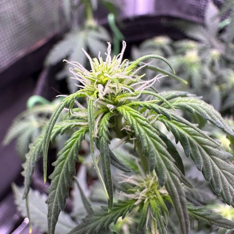 Growlog-Foto von Blue: Droop before lights turn off