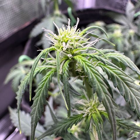 Growlog-Foto von Blue: Droop before lights turn off