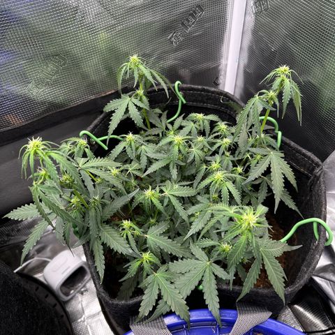 Growlog-Foto von Blue: Droop before lights turn off